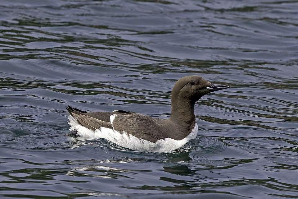 A brown seabird with white underparts.