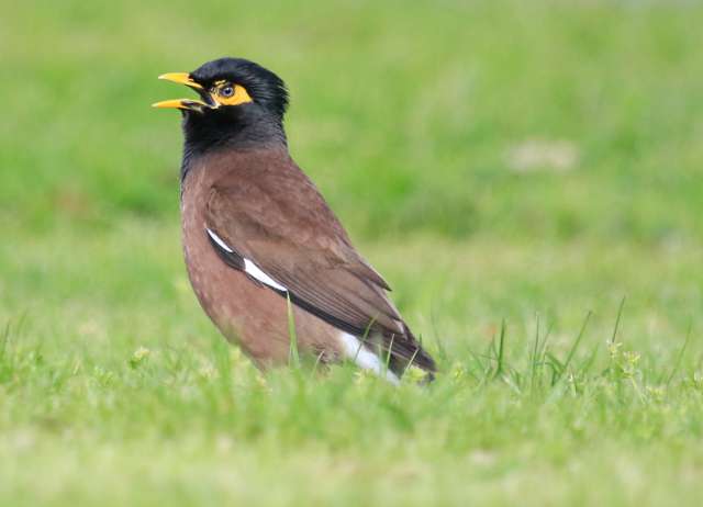 A brown bird with black head and bright yellow eye and bill.