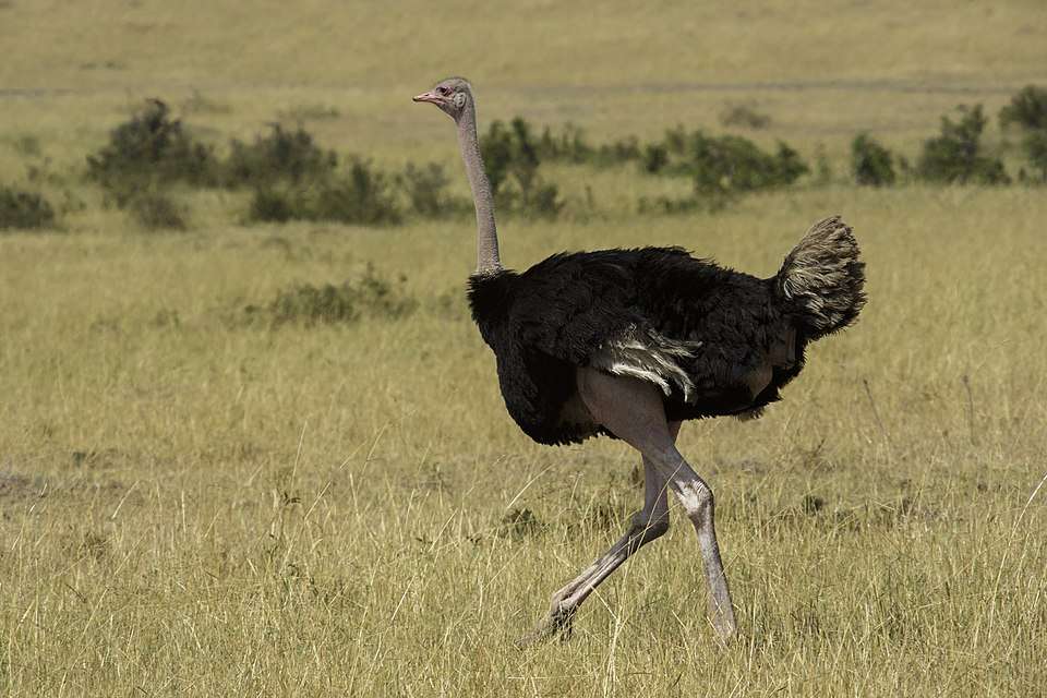 Large black flightless bird with pink neck and legs.