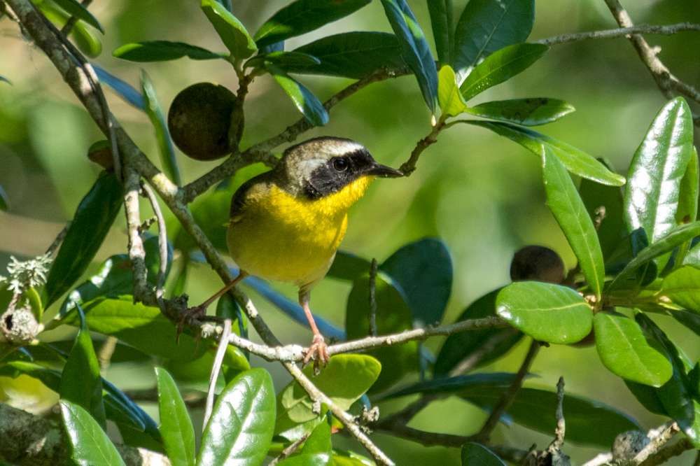 Common Yellowthroat in foliage