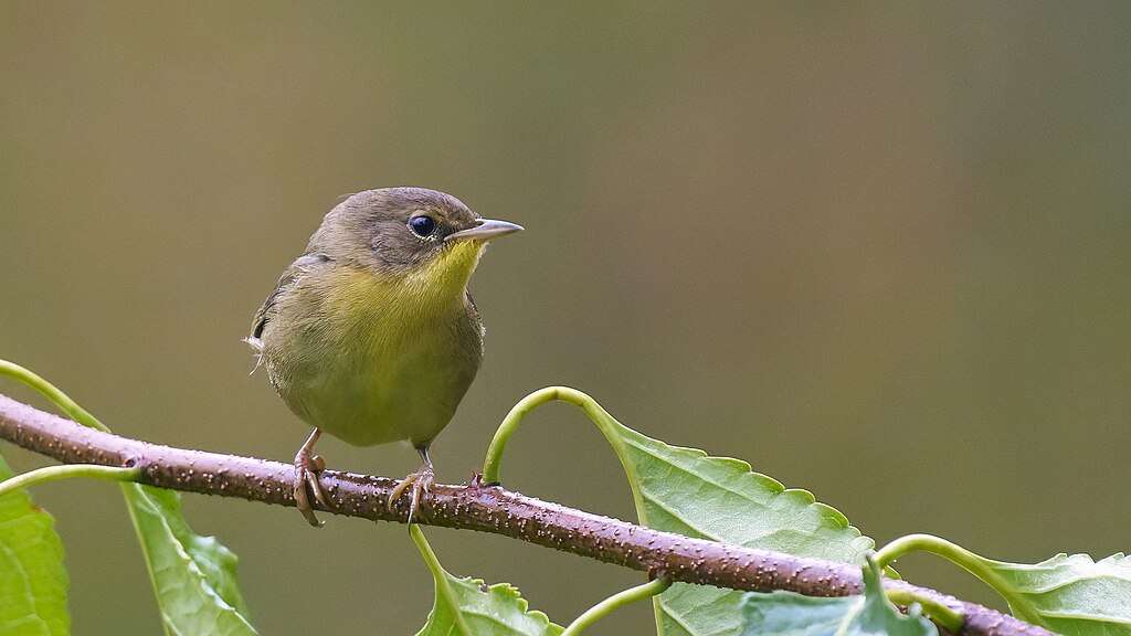 Common Yellowthroat on a stick