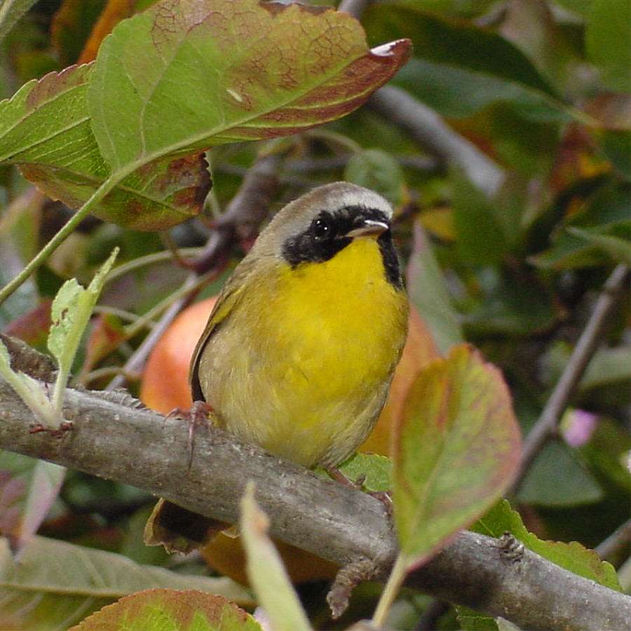 Common Yellowthroat in foliage