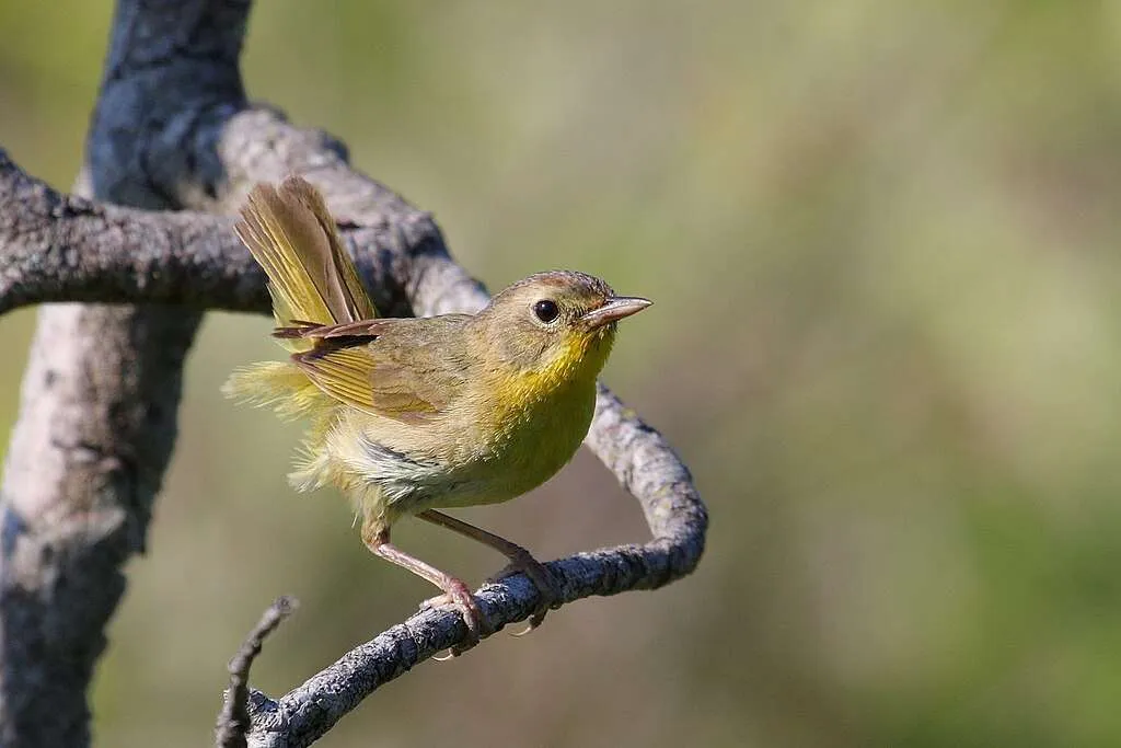 Female Common Yellowthroat on a branch