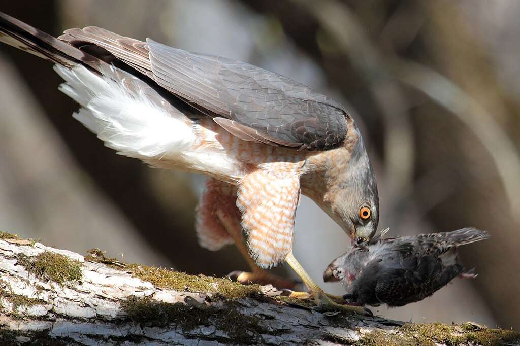 Cooper's Hawk with a kill