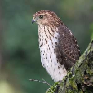 Cooper's Hawk sitting on a branch