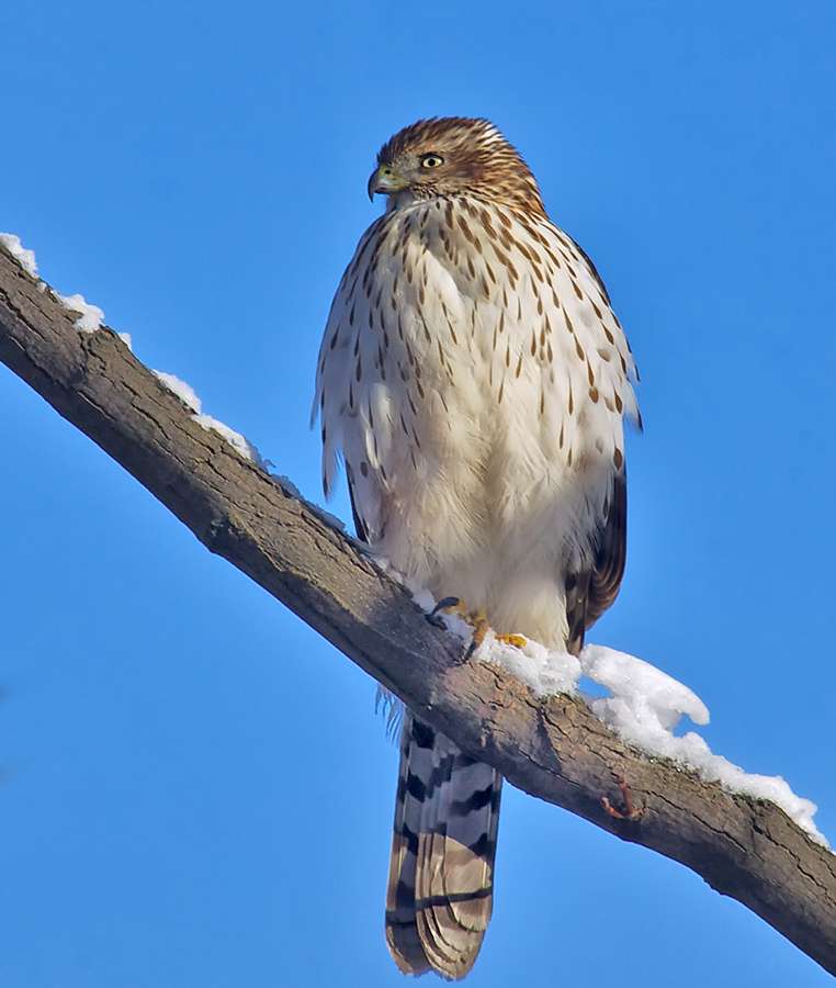 Cooper's Hawk sitting on a snowy branch