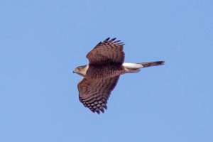 Cooper's Hawk in flight