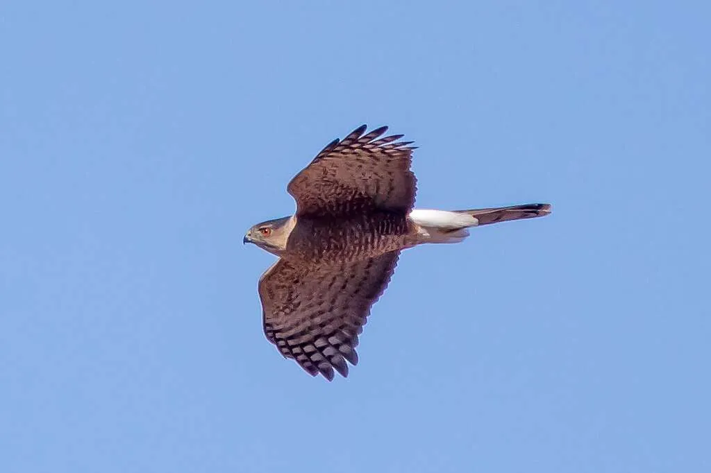 Cooper's Hawk in flight