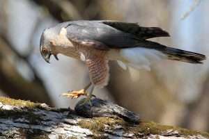 Cooper's Hawk with a kill