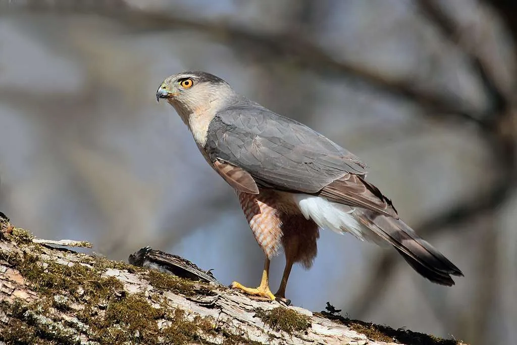 Cooper's Hawk standing on a branch