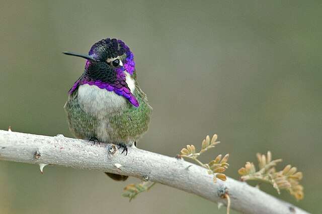 Male Costa’s Hummingbird with purple gorget