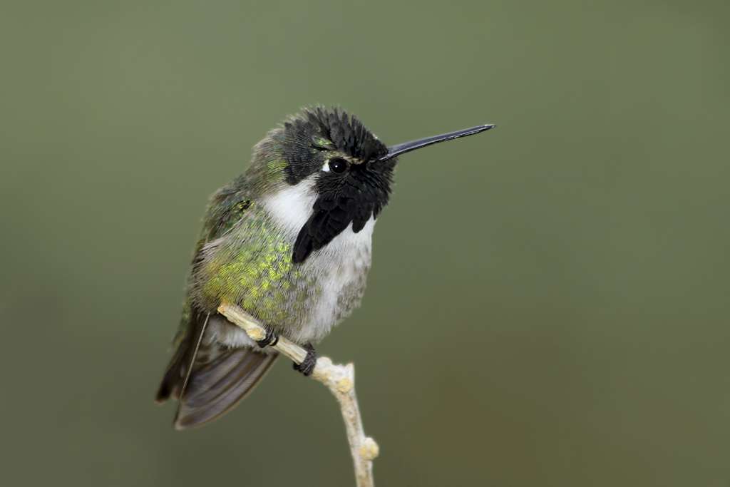 Male Costa’s Hummingbird with dark gorget