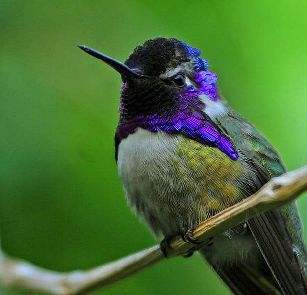 Male Costa’s Hummingbird with purple gorget