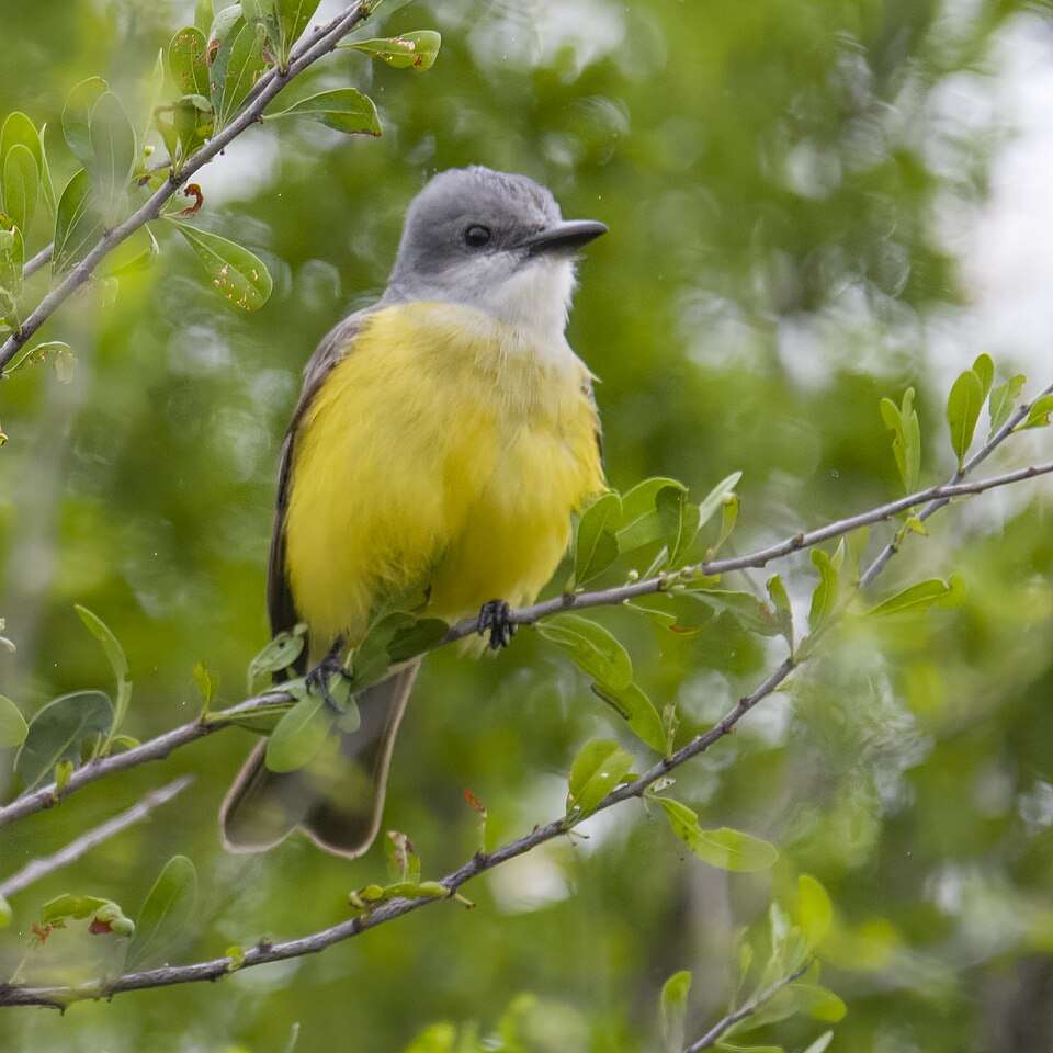 Small flycatcher with bright yellow breast, white throat and gray head.