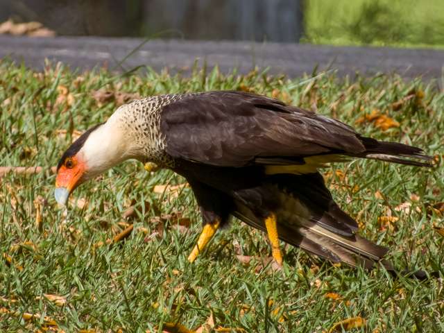 Large raptor with dark back, white neck and breast and large bright orange bill.