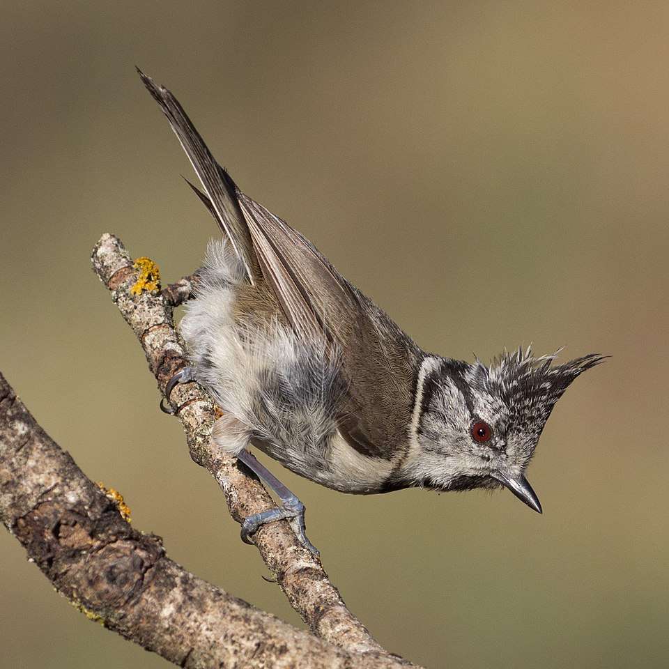Small bird with gray and brown coloring and sharp crest.