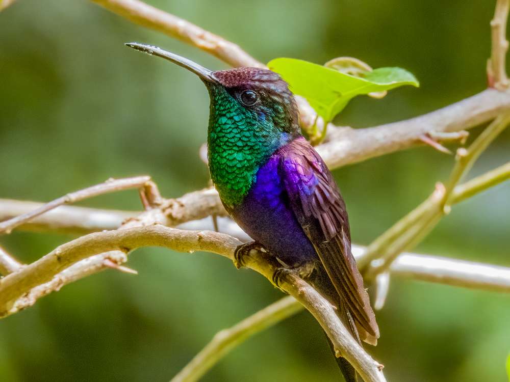 Male Crowned Woodnymph on a branch