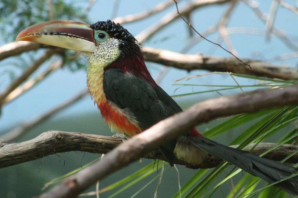 Small toucan with black back and multi-colors elsewhere. It has a huge bill and black curls on its head.