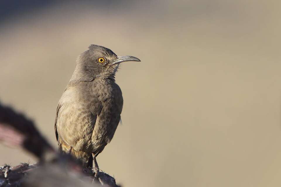 Medium sized brown bird with bright orange eye and curved bill.