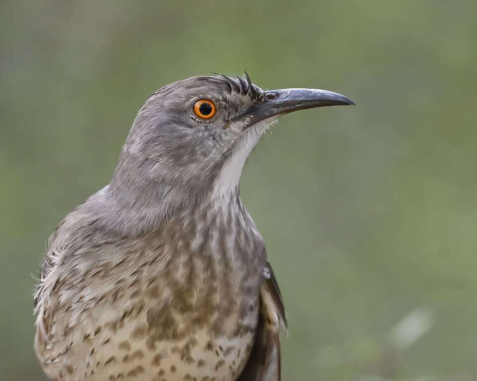 Medium sized brown bird with bright orange eye and curved bill.