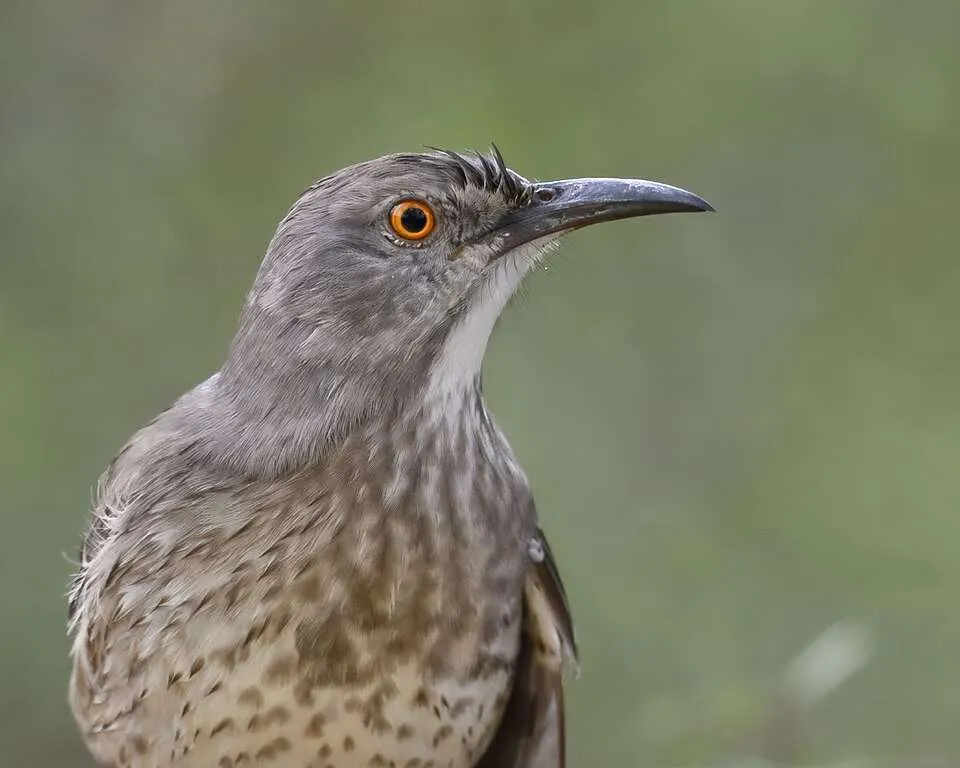 Medium sized brown bird with bright orange eye and curved bill.