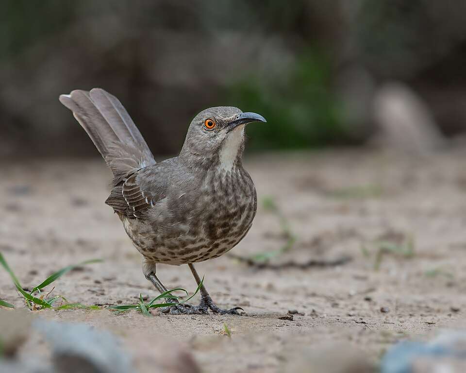 Medium sized brown bird with bright orange eye and curved bill.