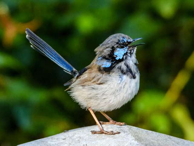 A small bush bird with pale underparts and blue and black mottled head.