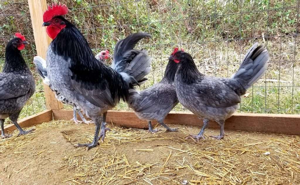 Group of blue hens and rooster with red combs.