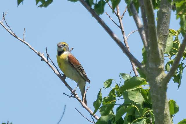 Sparrow like bird with brown wings, black throat and bright yellow breast.