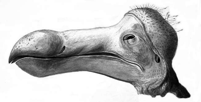Sketch of a Dodo head. A large, long skull with a huge bill.