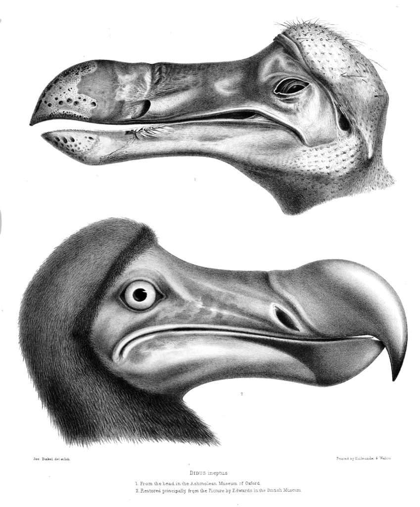 Sketch of a Dodo head. A large, long skull with a huge bill.