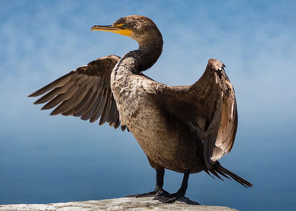 Large black waterbird with wings extended. It has a turquoise eye and yellow facial patch.