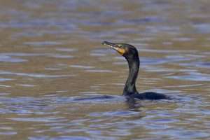 Large black waterbird in the water. It has a turquoise eye and yellow facial patch.
