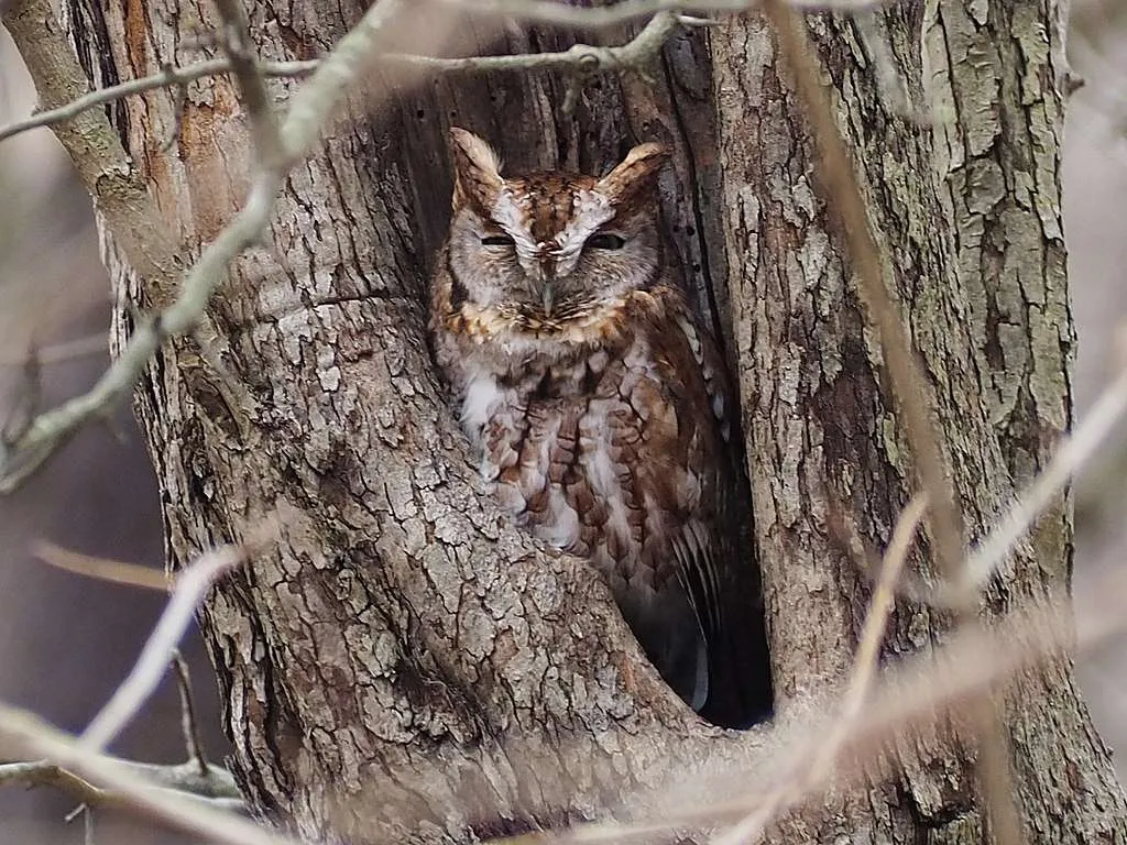 Eastern Screech Owl in rufous phase in tree cavity