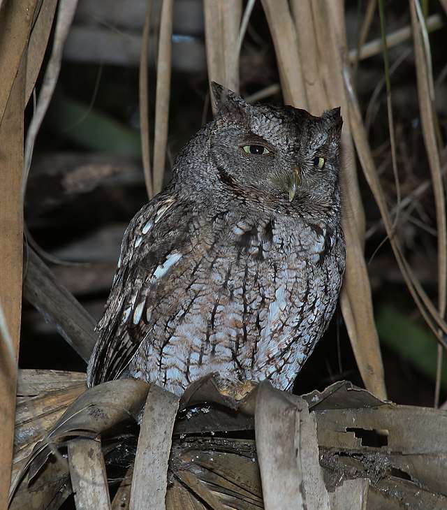 Eastern Screech Owl at night in brown phase in foliage