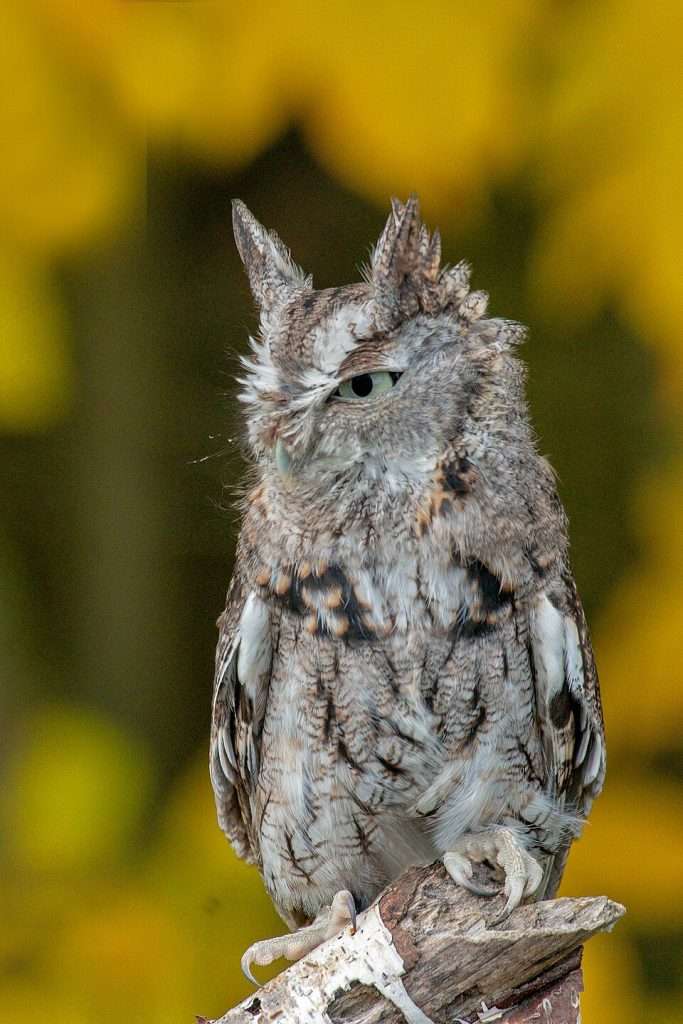 Eastern Screech Owl in brown plumage on a tree trunk