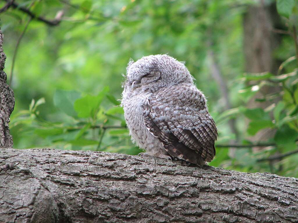 Eastern Screech Owl fledgling on a tree