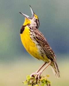 Bright yellow and brown bird singing with its mouth wide open.