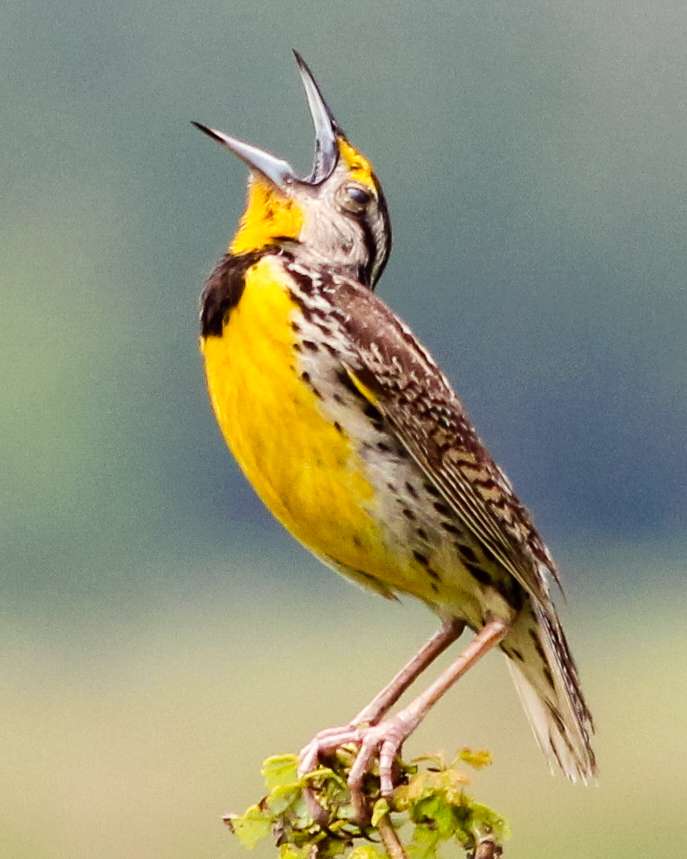 Bright yellow and brown bird singing with its mouth wide open.