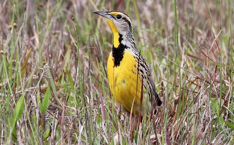 Medium sized field bird with bright yellow breast, black V shaped around the throat and streaky back.