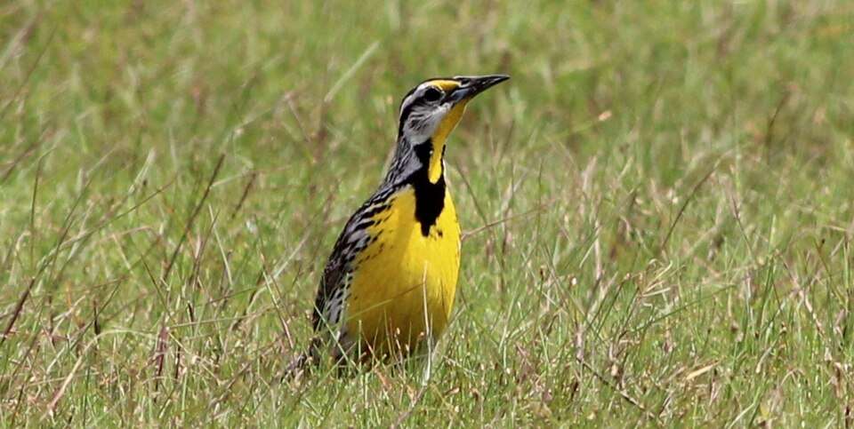 Medium sized field bird with bright yellow breast, black V shaped around the throat and streaky back.