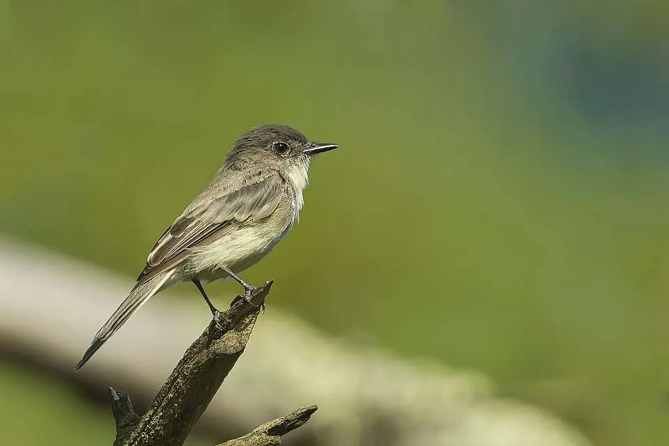 Plain small songbird with dark grey upper parts and cream breast and belly.