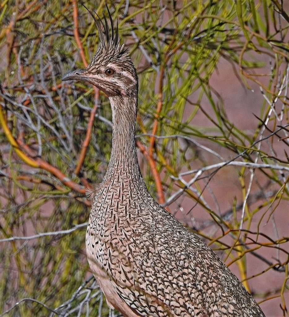 Large game bird with brown speckled coloring and several feathers sticking up from its head.