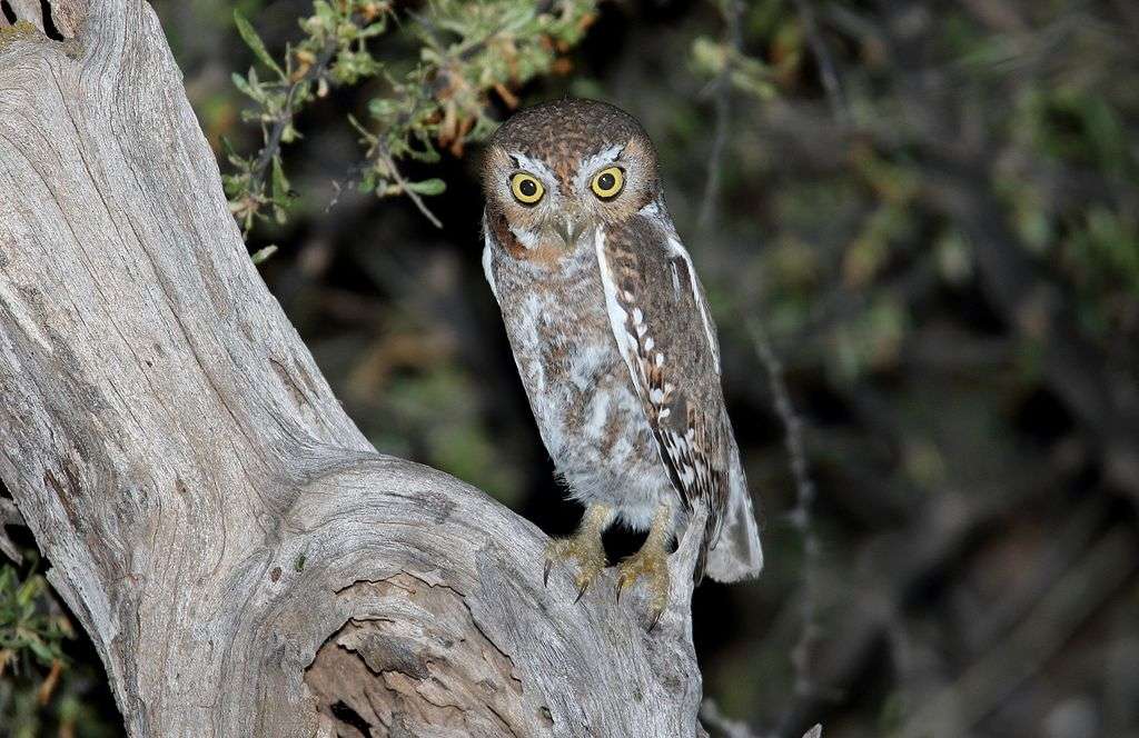 Elf Owl standing on a tree trunk