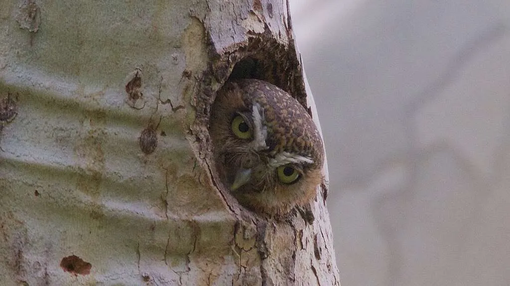 Elf Owl peeking out from a tree cavity