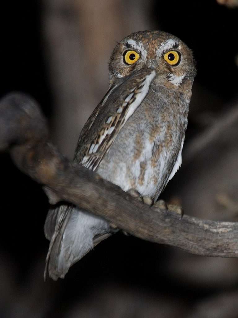Elf Owl looking down from a branch
