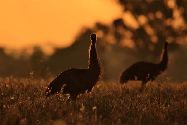 Large flightless bird in silhouette against a sun set.