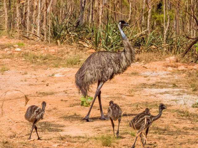 Large flightless bird with brown coloring and blue neck.