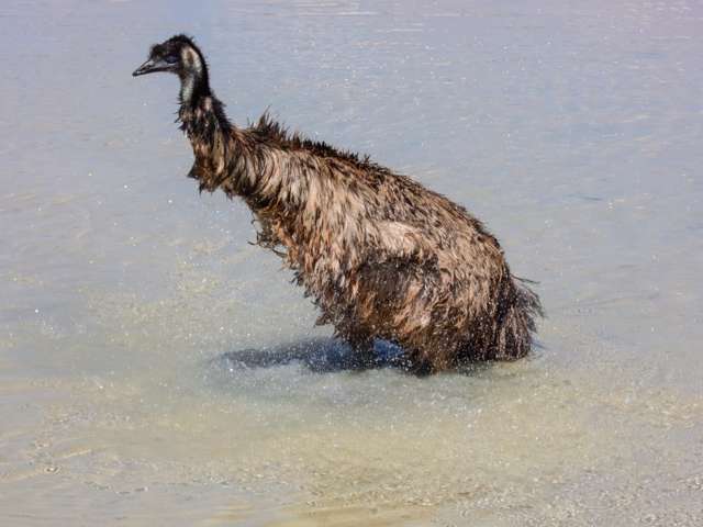Large flightless bird with brown coloring and blue neck.