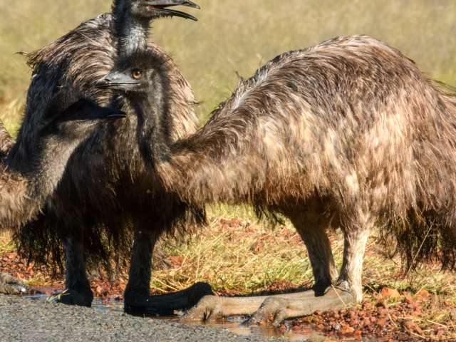 A huge flightless brown bird sits on the side of a road.